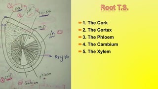 1. The Cork
2. The Cortex
3. The Phloem
4. The Cambium
5. The Xylem
 
