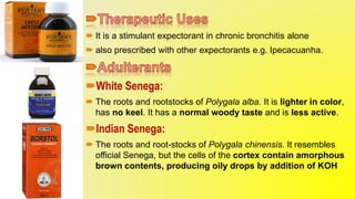  It is a stimulant expectorant in chronic bronchitis alone
 also prescribed with other expectorants e.g. Ipecacuanha.
White Senega:
 The roots and rootstocks of Polygala alba. It is lighter in color,
has no keel. It has a normal woody taste and is less active.
Indian Senega:
 The roots and root-stocks of Polygala chinensis. It resembles
official Senega, but the cells of the cortex contain amorphous
brown contents, producing oily drops by addition of KOH
 