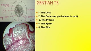  1. The Cork
 2. The Cortex (or phelloderm in root)
 3. The Phloem
 4. The Xylem
 5. The Pith
 