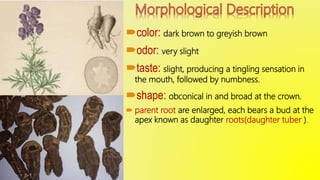 color: dark brown to greyish brown
odor: very slight
taste: slight, producing a tingling sensation in
the mouth, followed by numbness.
shape: obconical in and broad at the crown.
 parent root are enlarged, each bears a bud at the
apex known as daughter roots(daughter tuber ).
 