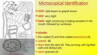 color: dark brown to greyish brown
odor: very slight
taste: slight, producing a tingling sensation in the
mouth, followed by numbness.
powder:
 thin-walled (7) and thick-walled parenchyma (4).
 sclereid (8).
 fibers from the stem (6). They are long, with lignified
walls and oblique pits.
 starch granules (2).
 