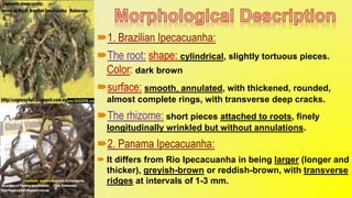 1. Brazilian Ipecacuanha:
The root: shape: cylindrical, slightly tortuous pieces.
Color: dark brown
surface: smooth, annulated, with thickened, rounded,
almost complete rings, with transverse deep cracks.
The rhizome: short pieces attached to roots, finely
longitudinally wrinkled but without annulations.
2. Panama Ipecacuanha:
 It differs from Rio Ipecacuanha in being larger (longer and
thicker), greyish-brown or reddish-brown, with transverse
ridges at intervals of 1-3 mm.
 