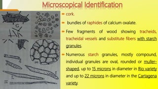  cork.
 bundles of raphides of calcium oxalate.
 Few fragments of wood showing tracheids,
tracheidal vessels and substitute fibers with starch
granules.
 Numerous starch granules, mostly compound,
individual granules are oval, rounded or muller-
shaped, up to 15 microns in diameter in Rio variety
and up to 22 microns in diameter in the Cartagena
variety.
 
