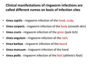 Clinical manifestations of ringworm infections are
called different names on basis of infection sites
• tinea capitis - ringworm infection of the head, scalp,
• tinea corporis - ringworm infection of the body (smooth skin)
• tinea cruris - ringworm infection of the groin (jock itch)
• tinea unguium - ringworm infection of the nails
• tinea barbae - ringworm infection of the beard
• tinea manuum - ringworm infection of the hand
• tinea pedis - ringworm infection of the foot (athlete's foot)
 