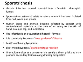 Sporotrichosis
• chronic infection caused sporotrichum schenckii- dimorphic
fungus
• Sporotrichum schenckii exists in nature where it has been isolated
from soil, wood and plants.
• Human bieng and animals become infected by contact with
contaminated materials at the time of an injury to the skin of
hand, arm and leg, and inhalation.
• The infection is an occupational hazard - farmers
• It is commonly known as “rose gardener’s”disease
• Yeast travel along lymphatics
• Elicit mixed pyogenic/ granulomatous reaction
• Granauloma ulcer at a puncture skin usually a thorn prick and may
produce secondary lesions along draining lymphatics
 