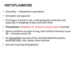 HISTOPLASMOSIS
• Caused by--- Histoplasma capsulatum
• Dimorphic soil organism
• The fungus is found in soil, in decaying plant materials, but
especially in droppings of bats and some birds
• Transmission: Inhalation of air-borne asexual spores (conidia)
• Spores transform to yeast in lung, elicit cellular immunity as per
TB--- clinically mimics TB
• An intracellular mycoses of the reticuloendothelial system,
attacking lungs, liver, spleen, bone marrow
• skin test reactivity (histoplamin)
 