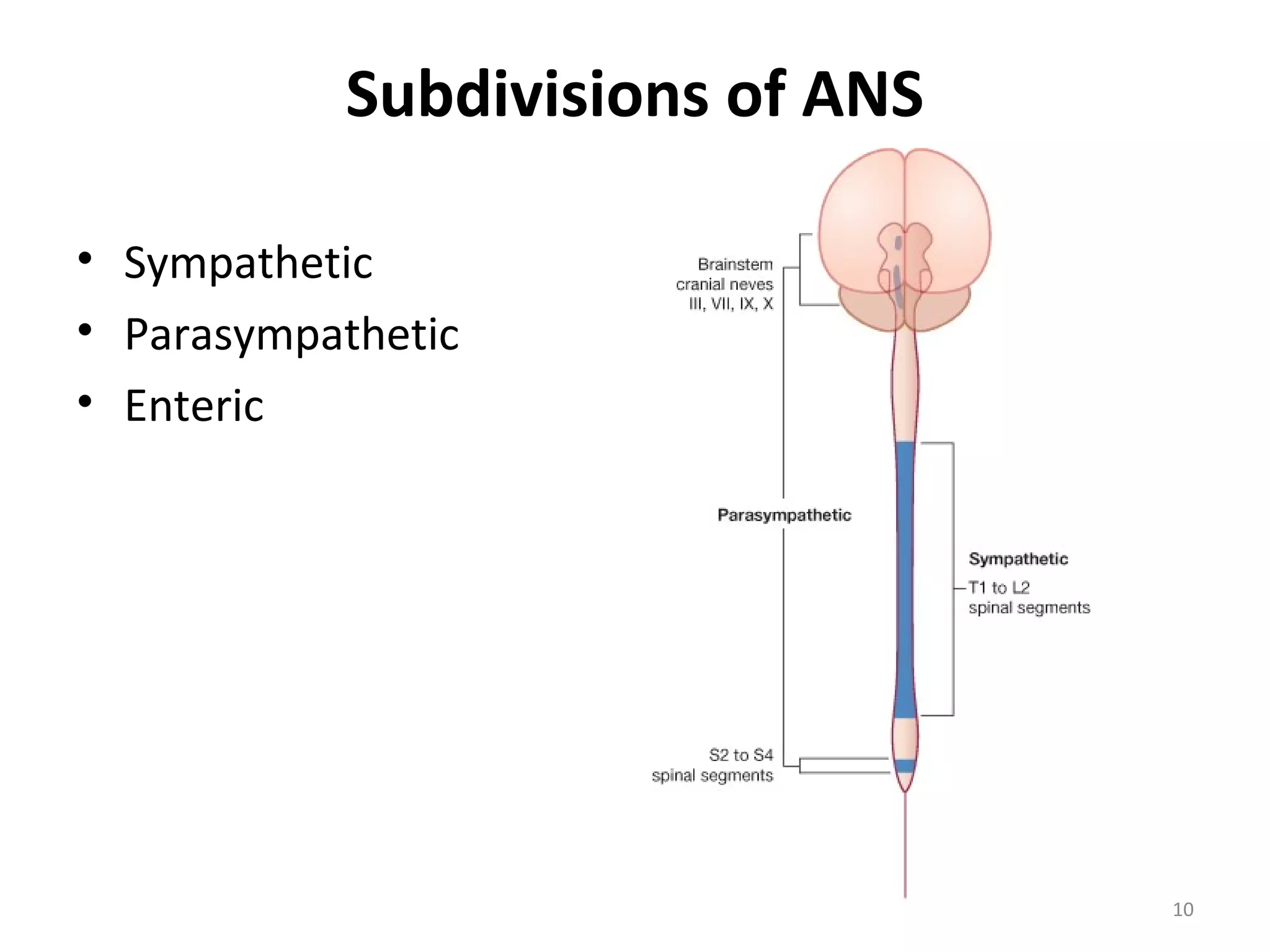 10
Subdivisions of ANS
• Sympathetic
• Parasympathetic
• Enteric
 