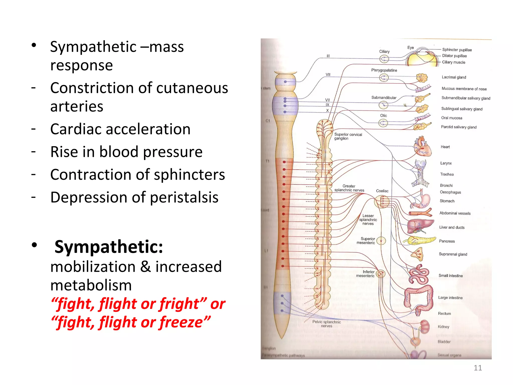 11
• Sympathetic –mass
response
- Constriction of cutaneous
arteries
- Cardiac acceleration
- Rise in blood pressure
- Contraction of sphincters
- Depression of peristalsis
• Sympathetic:
mobilization & increased
metabolism
“fight, flight or fright” or
“fight, flight or freeze”
 
