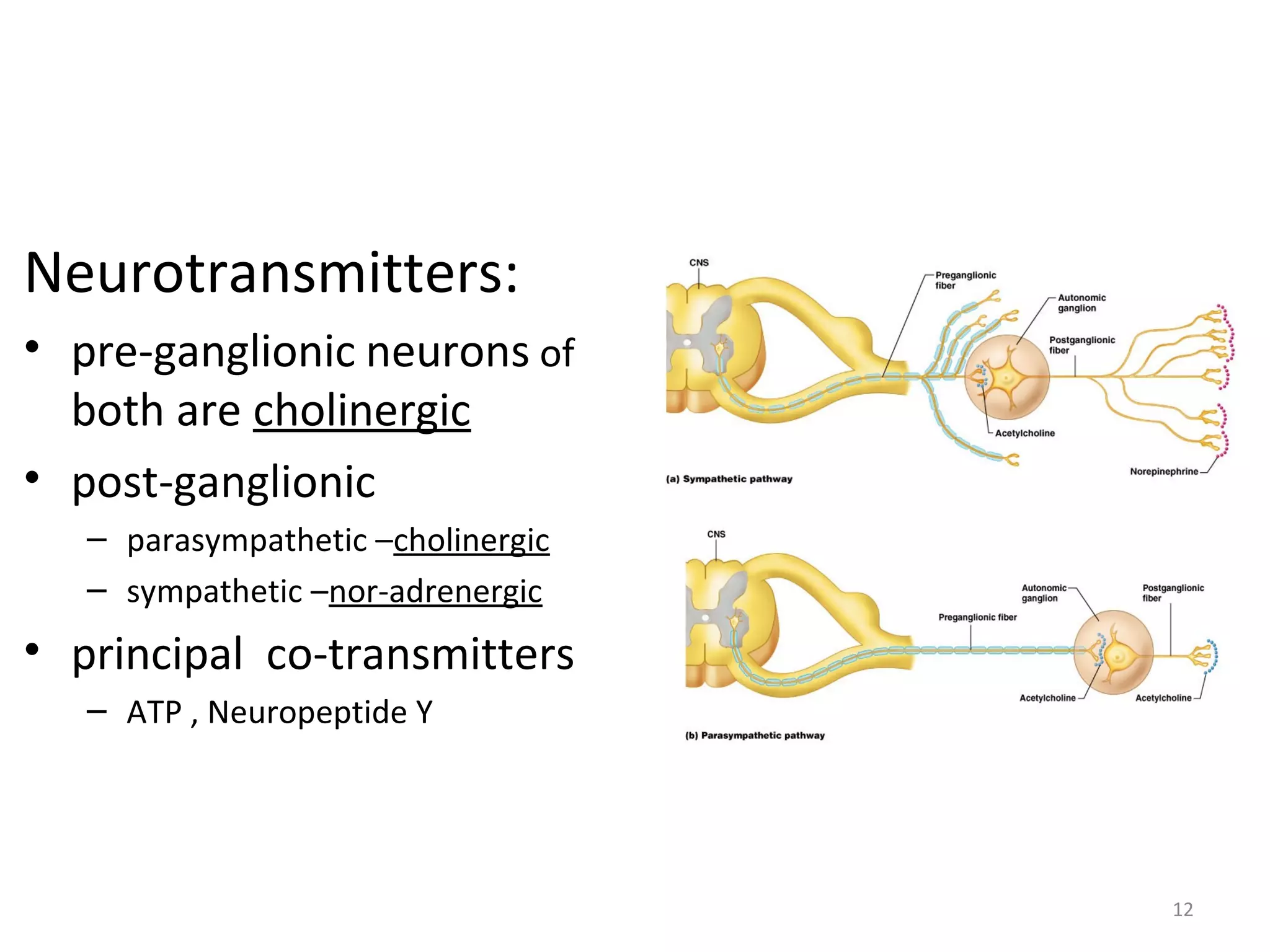 12
Neurotransmitters:
• pre-ganglionic neurons of
both are cholinergic
• post-ganglionic
– parasympathetic –cholinergic
– sympathetic –nor-adrenergic
• principal co-transmitters
– ATP , Neuropeptide Y
 
