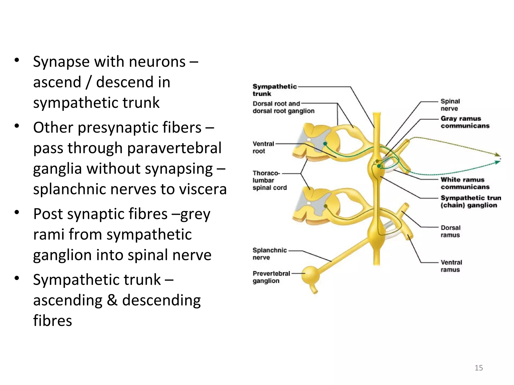 15
• Synapse with neurons –
ascend / descend in
sympathetic trunk
• Other presynaptic fibers –
pass through paravertebral
ganglia without synapsing –
splanchnic nerves to viscera
• Post synaptic fibres –grey
rami from sympathetic
ganglion into spinal nerve
• Sympathetic trunk –
ascending & descending
fibres
 