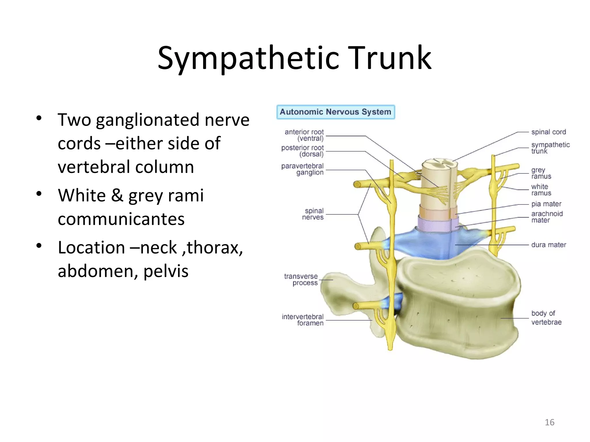 16
Sympathetic Trunk
• Two ganglionated nerve
cords –either side of
vertebral column
• White & grey rami
communicantes
• Location –neck ,thorax,
abdomen, pelvis
 