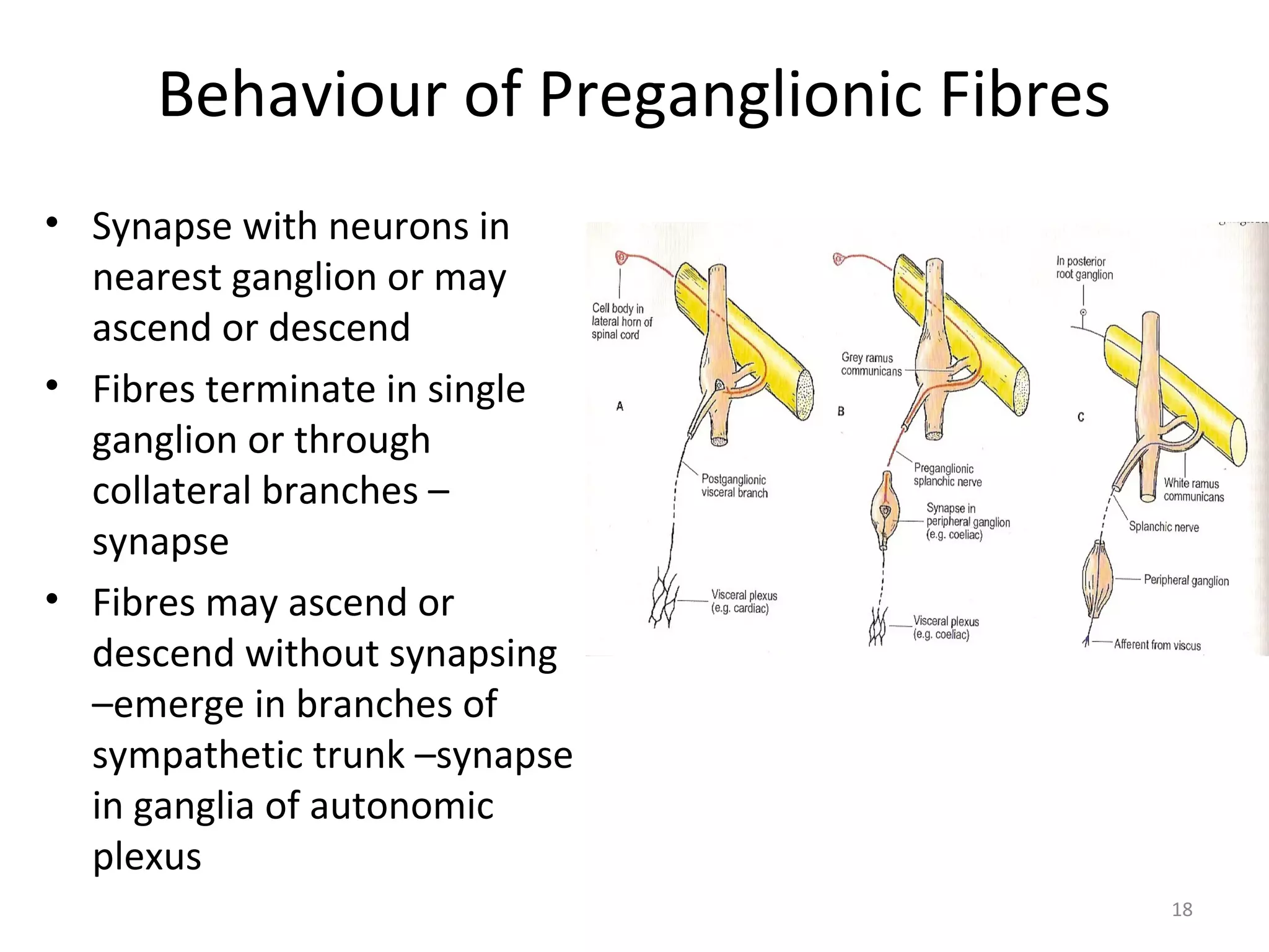 18
Behaviour of Preganglionic Fibres
• Synapse with neurons in
nearest ganglion or may
ascend or descend
• Fibres terminate in single
ganglion or through
collateral branches –
synapse
• Fibres may ascend or
descend without synapsing
–emerge in branches of
sympathetic trunk –synapse
in ganglia of autonomic
plexus
 