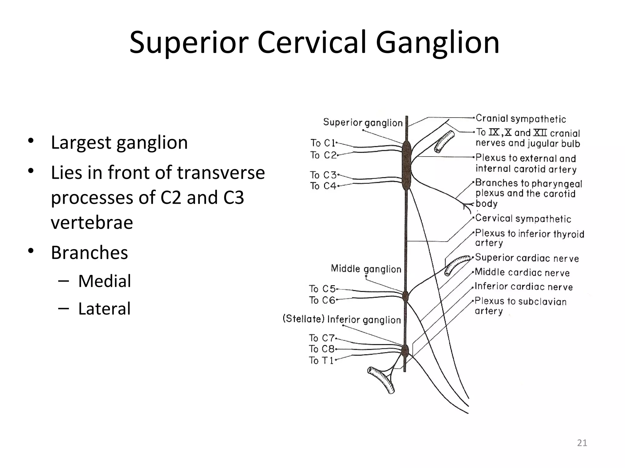21
Superior Cervical Ganglion
• Largest ganglion
• Lies in front of transverse
processes of C2 and C3
vertebrae
• Branches
– Medial
– Lateral
 