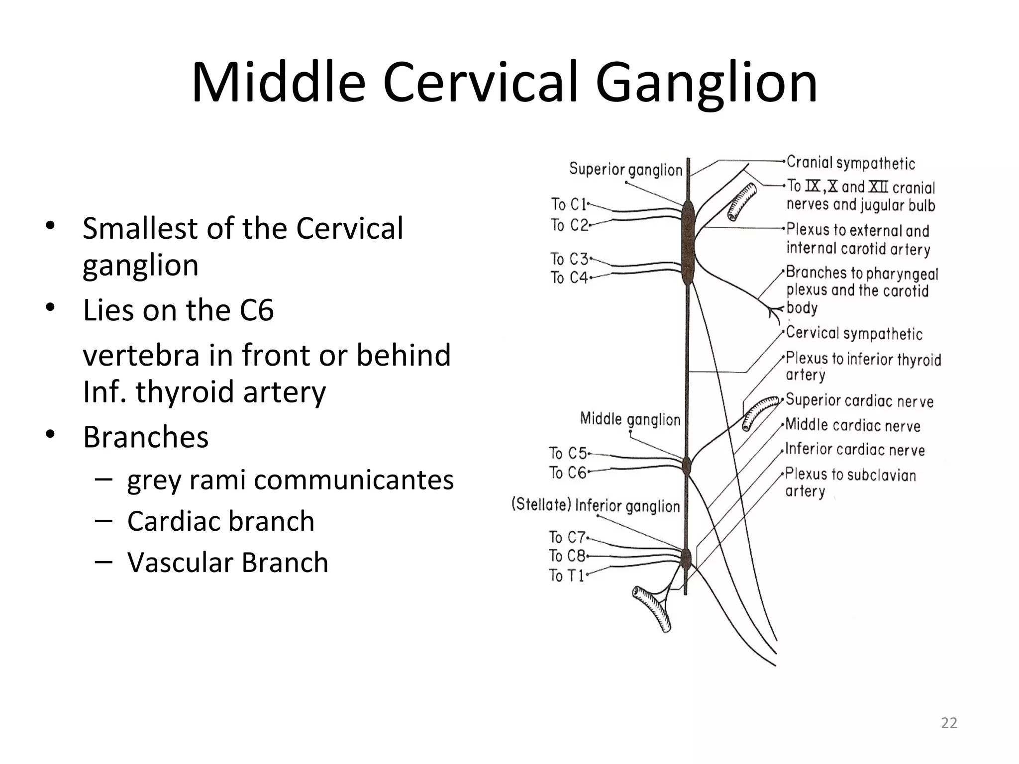 22
Middle Cervical Ganglion
• Smallest of the Cervical
ganglion
• Lies on the C6
vertebra in front or behind
Inf. thyroid artery
• Branches
– grey rami communicantes
– Cardiac branch
– Vascular Branch
 
