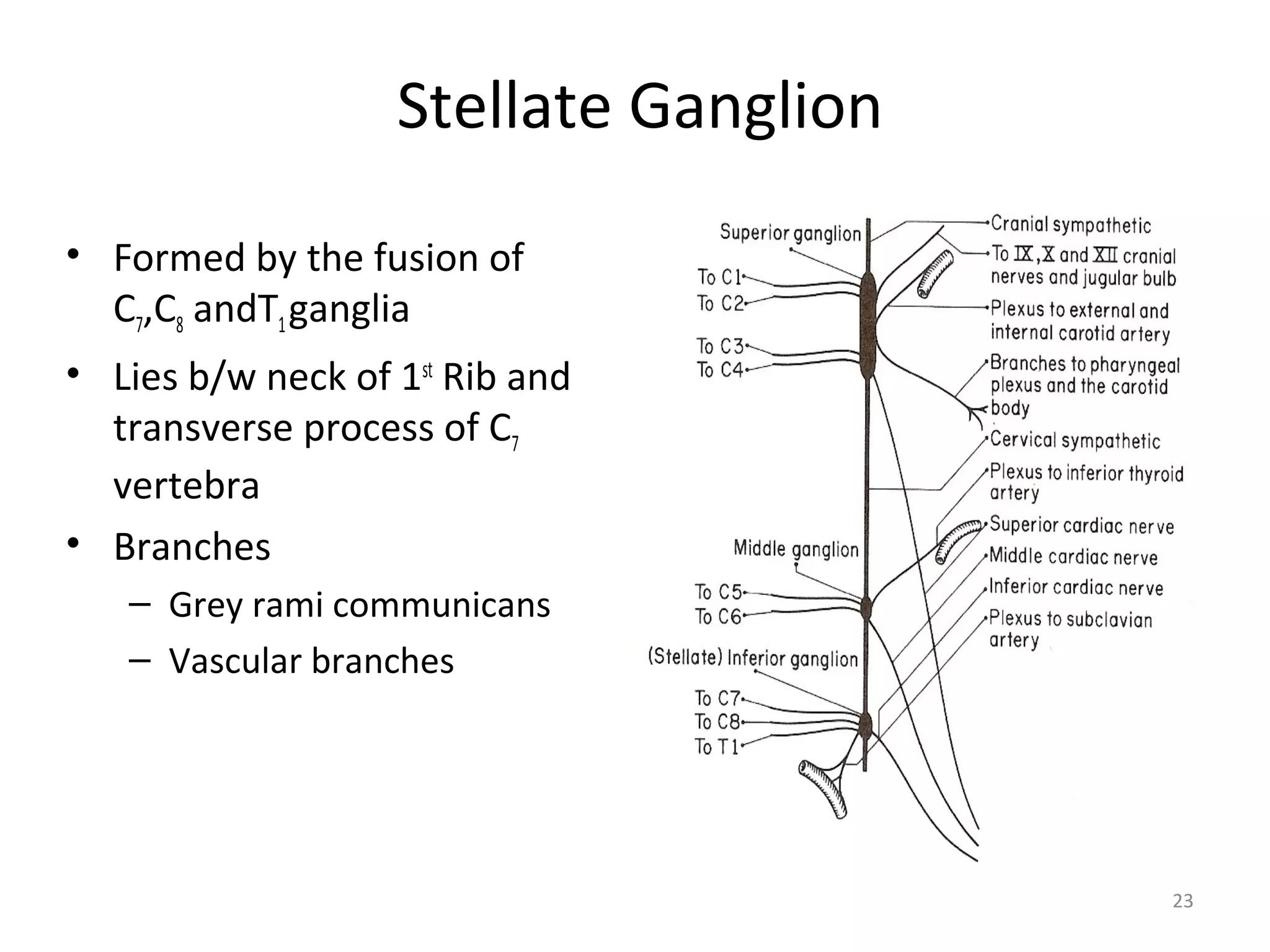 23
Stellate Ganglion
• Formed by the fusion of
C7,C8 andT1ganglia
• Lies b/w neck of 1st
Rib and
transverse process of C7
vertebra
• Branches
– Grey rami communicans
– Vascular branches
 