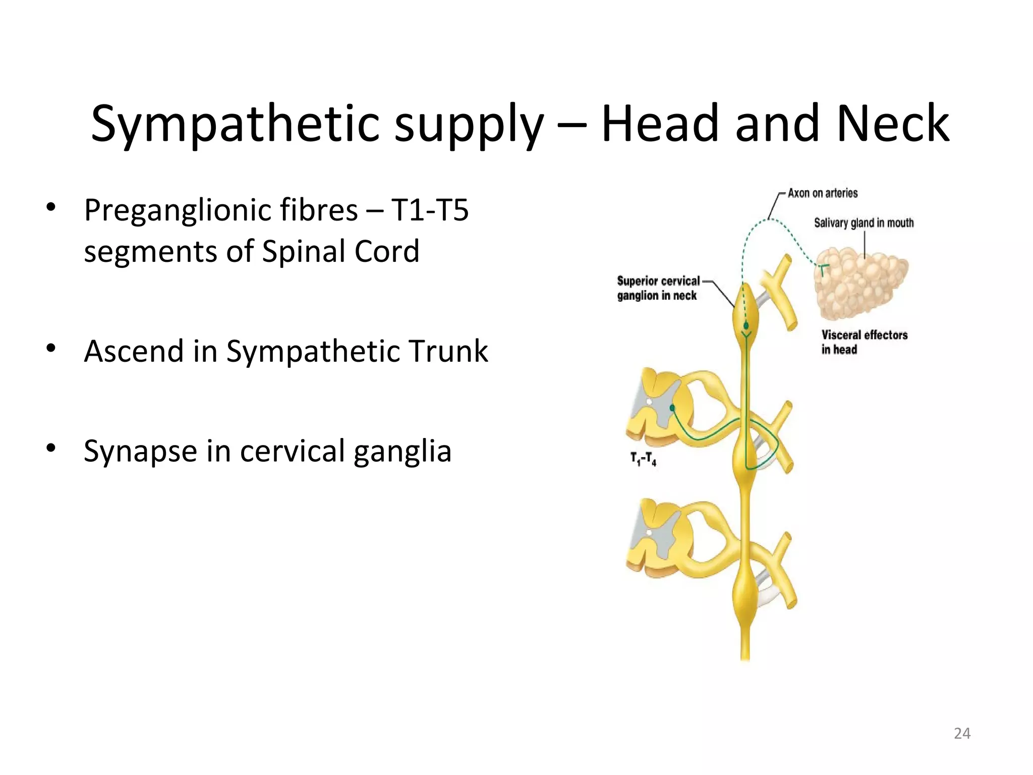 24
Sympathetic supply – Head and Neck
• Preganglionic fibres – T1-T5
segments of Spinal Cord
• Ascend in Sympathetic Trunk
• Synapse in cervical ganglia
 