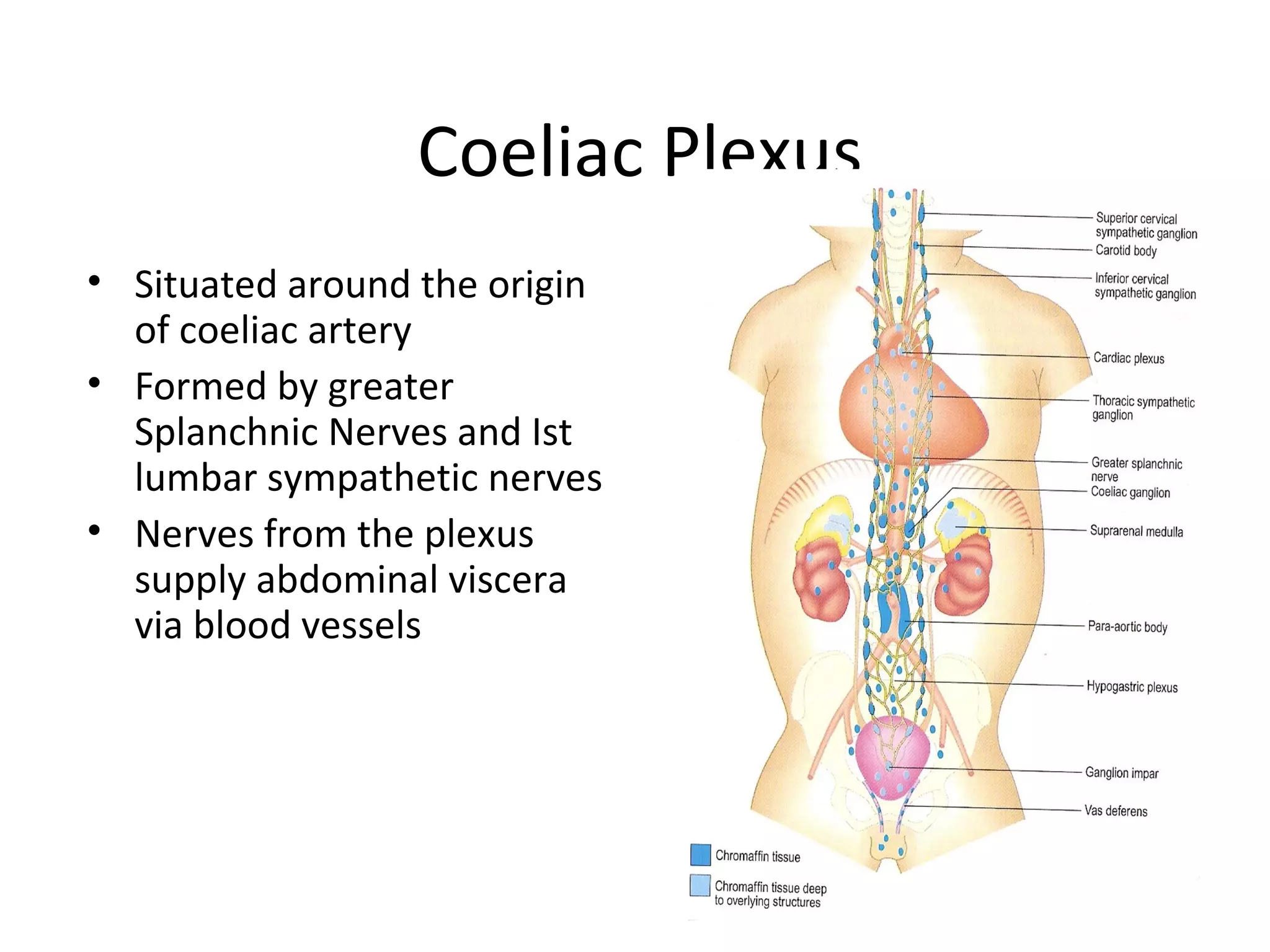 26
Coeliac Plexus
• Situated around the origin
of coeliac artery
• Formed by greater
Splanchnic Nerves and Ist
lumbar sympathetic nerves
• Nerves from the plexus
supply abdominal viscera
via blood vessels
 