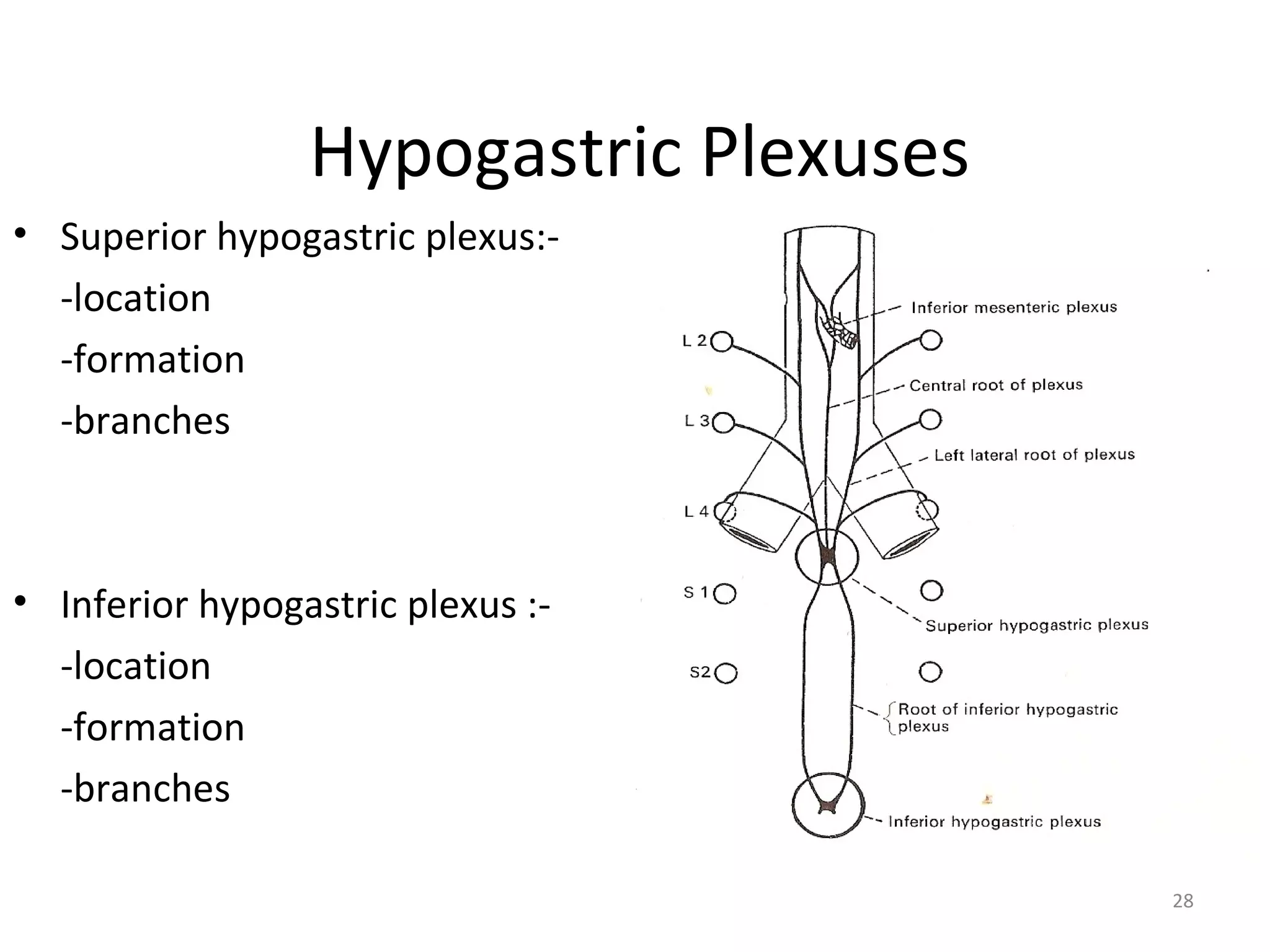 28
Hypogastric Plexuses
• Superior hypogastric plexus:-
-location
-formation
-branches
• Inferior hypogastric plexus :-
-location
-formation
-branches
 