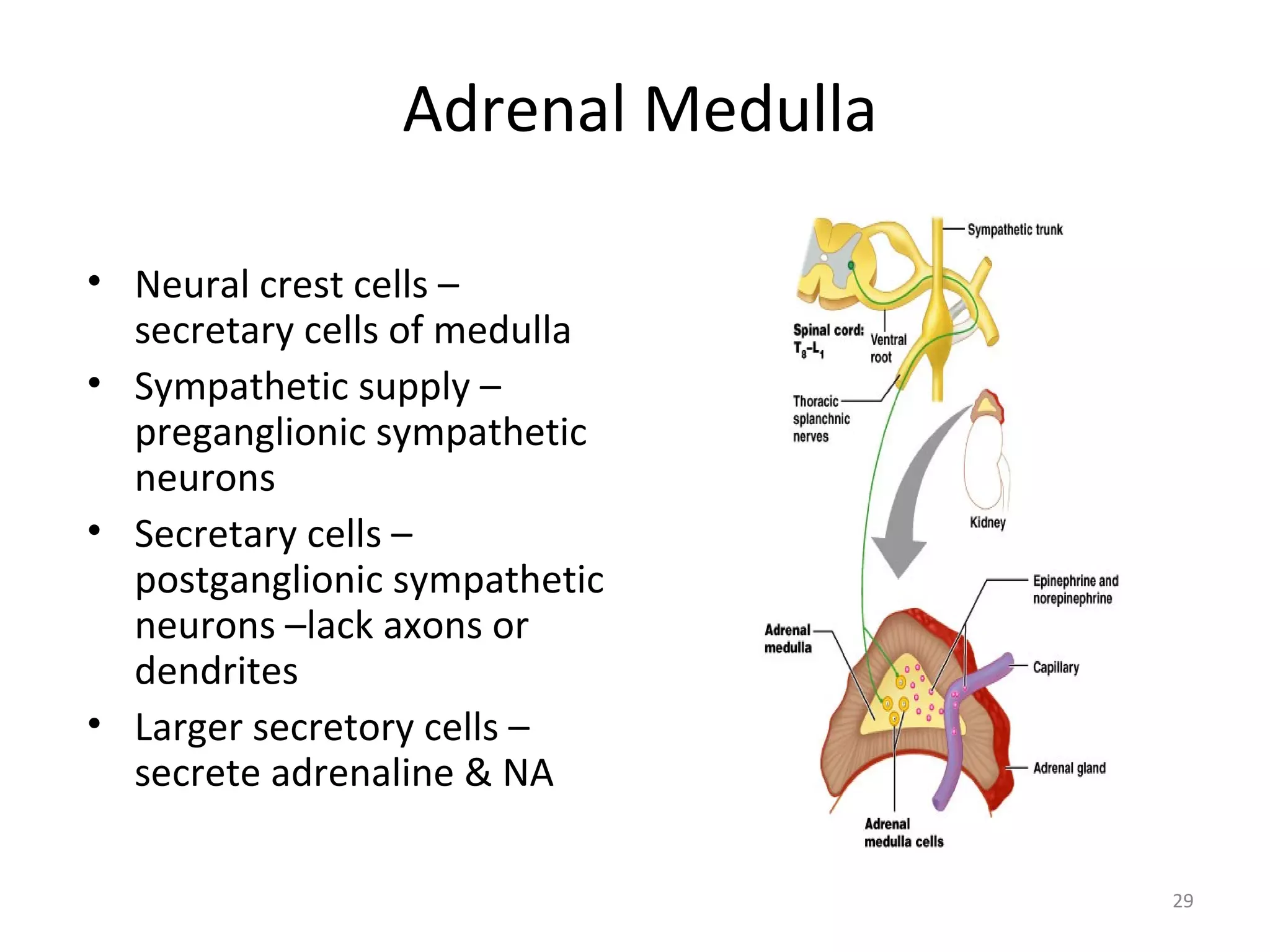 29
Adrenal Medulla
• Neural crest cells –
secretary cells of medulla
• Sympathetic supply –
preganglionic sympathetic
neurons
• Secretary cells –
postganglionic sympathetic
neurons –lack axons or
dendrites
• Larger secretory cells –
secrete adrenaline & NA
 