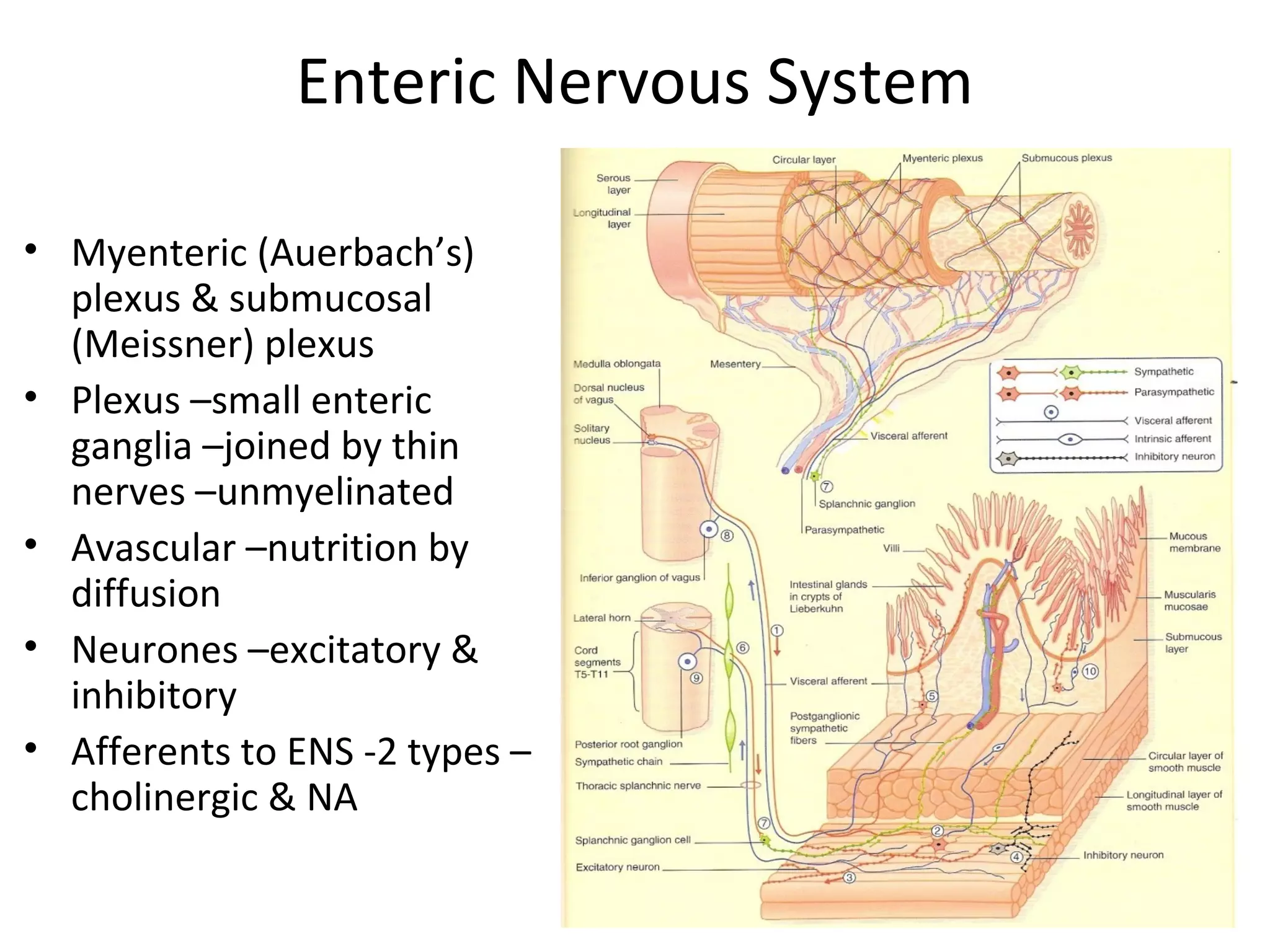 33
Enteric Nervous System
• Myenteric (Auerbach’s)
plexus & submucosal
(Meissner) plexus
• Plexus –small enteric
ganglia –joined by thin
nerves –unmyelinated
• Avascular –nutrition by
diffusion
• Neurones –excitatory &
inhibitory
• Afferents to ENS -2 types –
cholinergic & NA
 