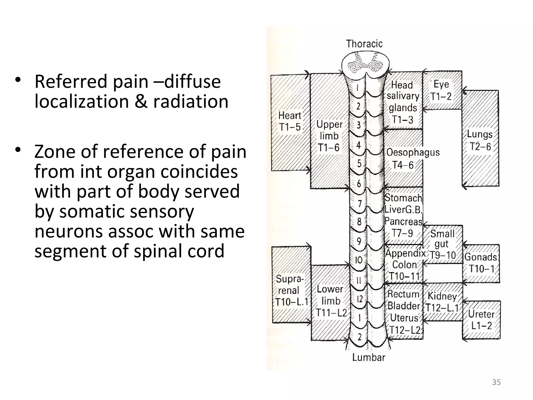 35
• Referred pain –diffuse
localization & radiation
• Zone of reference of pain
from int organ coincides
with part of body served
by somatic sensory
neurons assoc with same
segment of spinal cord
 