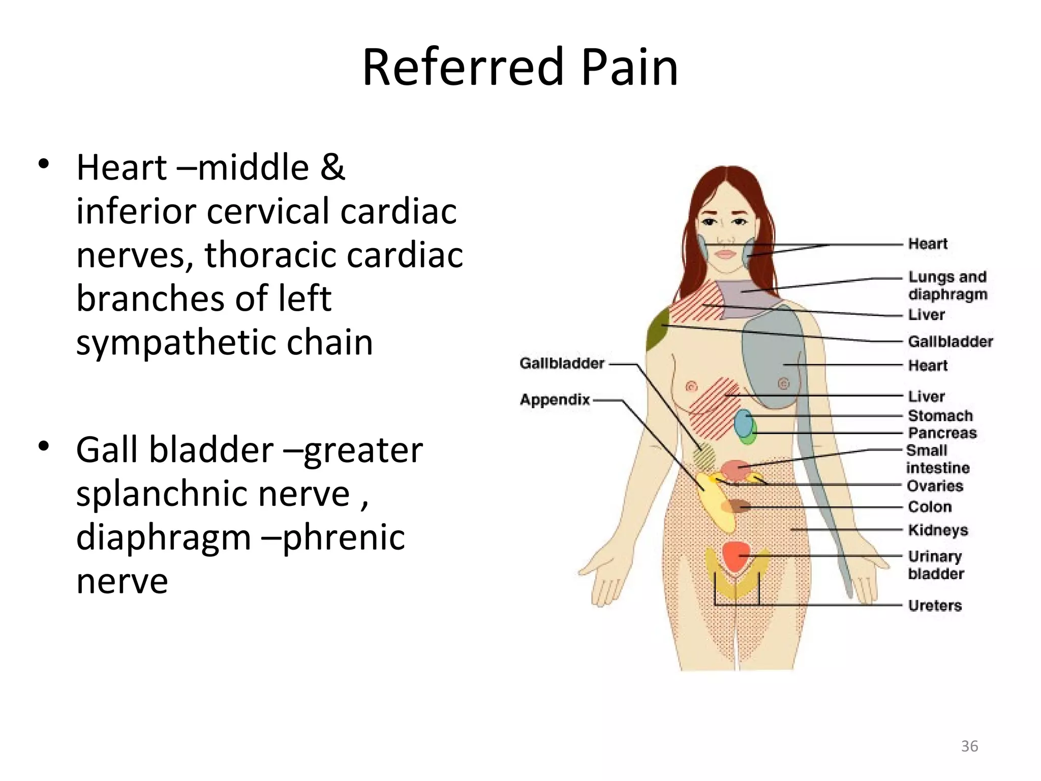 36
Referred Pain
• Heart –middle &
inferior cervical cardiac
nerves, thoracic cardiac
branches of left
sympathetic chain
• Gall bladder –greater
splanchnic nerve ,
diaphragm –phrenic
nerve
 