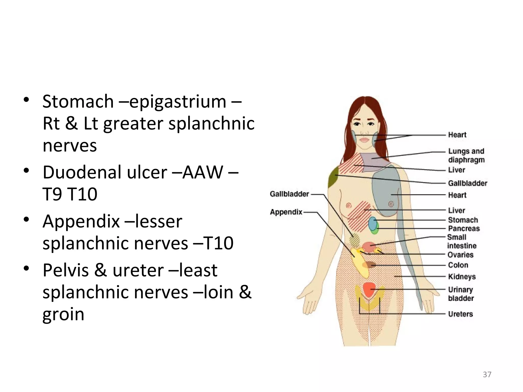 37
• Stomach –epigastrium –
Rt & Lt greater splanchnic
nerves
• Duodenal ulcer –AAW –
T9 T10
• Appendix –lesser
splanchnic nerves –T10
• Pelvis & ureter –least
splanchnic nerves –loin &
groin
 