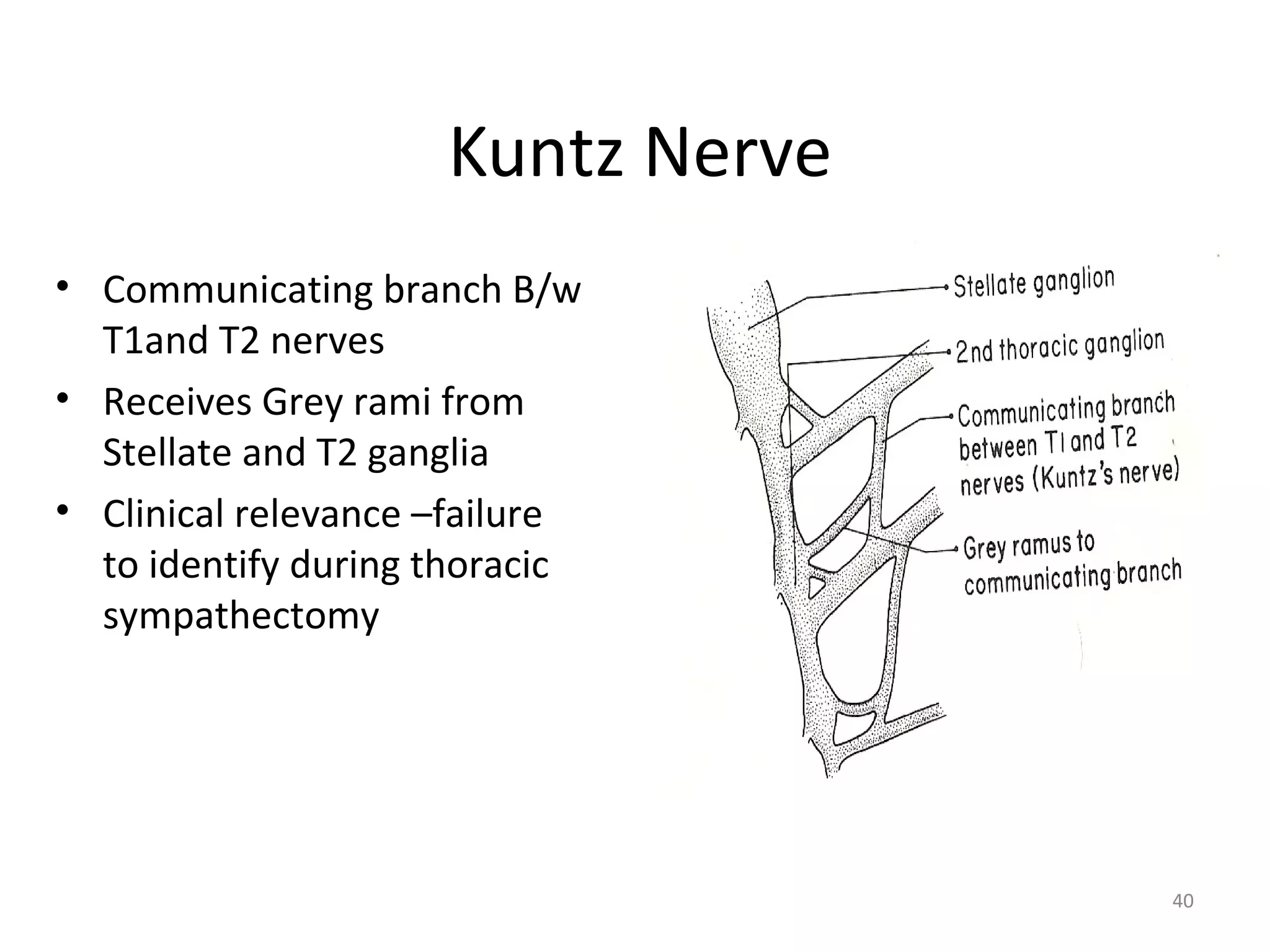 40
Kuntz Nerve
• Communicating branch B/w
T1and T2 nerves
• Receives Grey rami from
Stellate and T2 ganglia
• Clinical relevance –failure
to identify during thoracic
sympathectomy
 