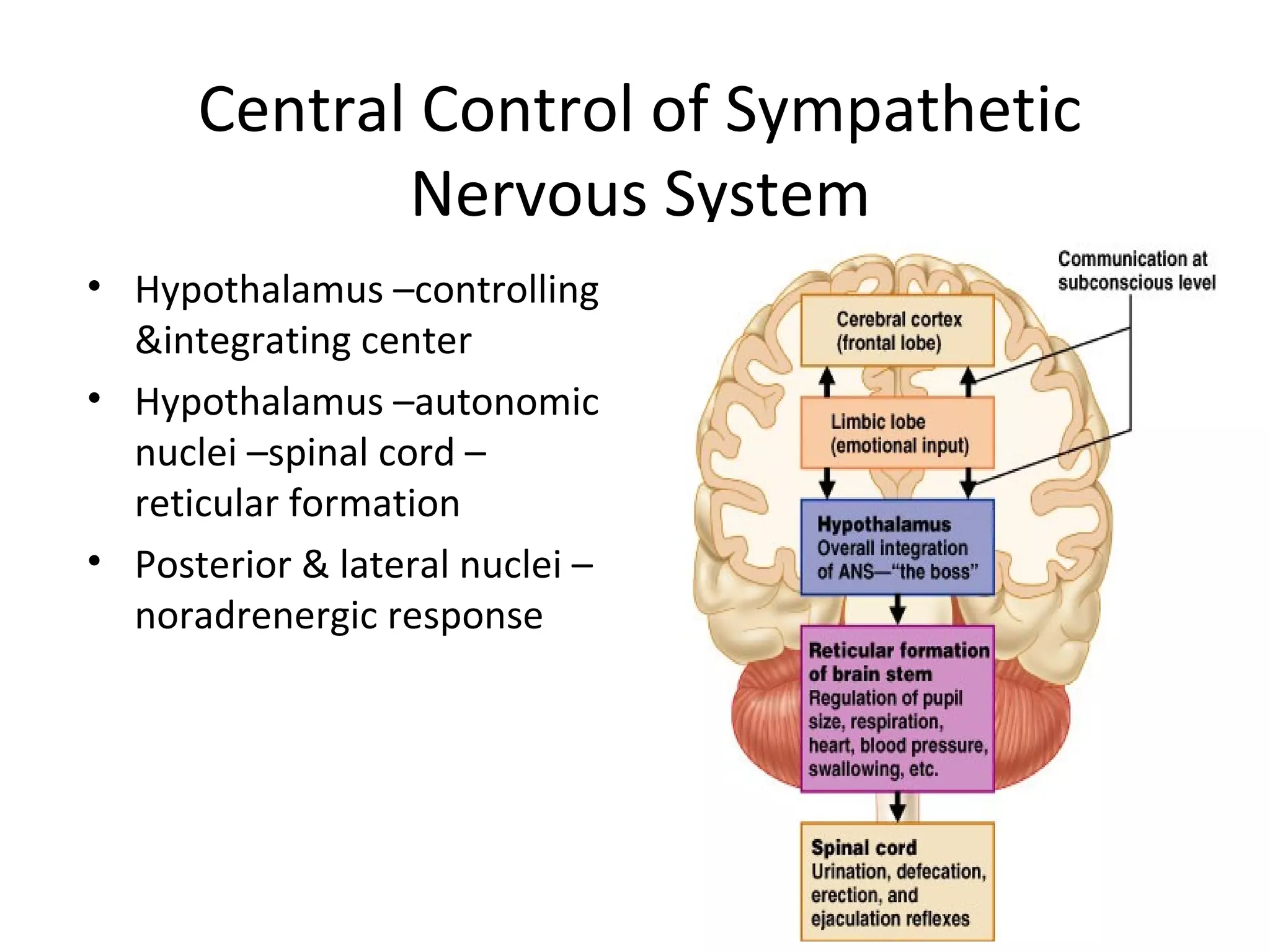 44
Central Control of Sympathetic
Nervous System
• Hypothalamus –controlling
&integrating center
• Hypothalamus –autonomic
nuclei –spinal cord –
reticular formation
• Posterior & lateral nuclei –
noradrenergic response
 