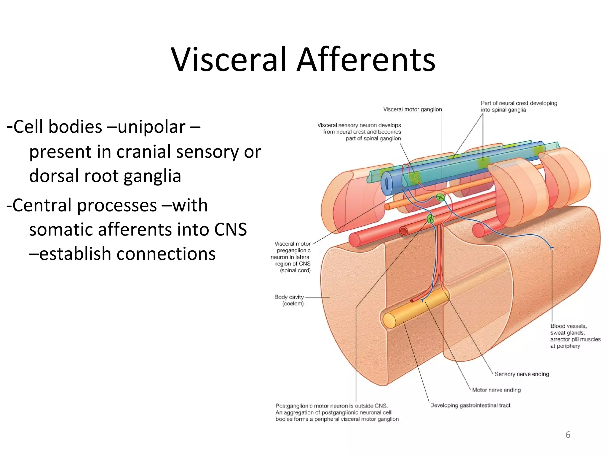 6
Visceral Afferents
-Cell bodies –unipolar –
present in cranial sensory or
dorsal root ganglia
-Central processes –with
somatic afferents into CNS
–establish connections
 