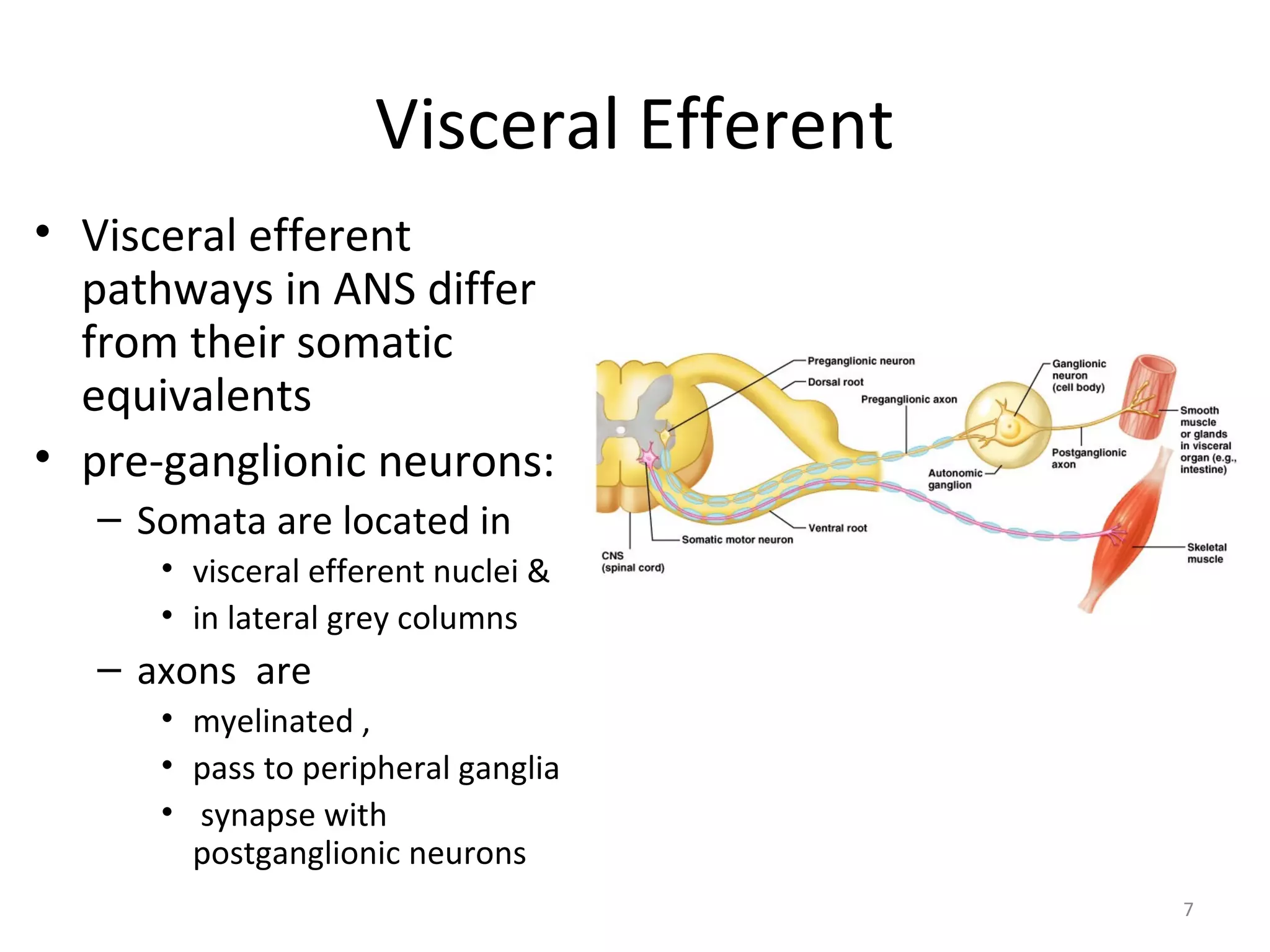 7
Visceral Efferent
• Visceral efferent
pathways in ANS differ
from their somatic
equivalents
• pre-ganglionic neurons:
– Somata are located in
• visceral efferent nuclei &
• in lateral grey columns
– axons are
• myelinated ,
• pass to peripheral ganglia
• synapse with
postganglionic neurons
 