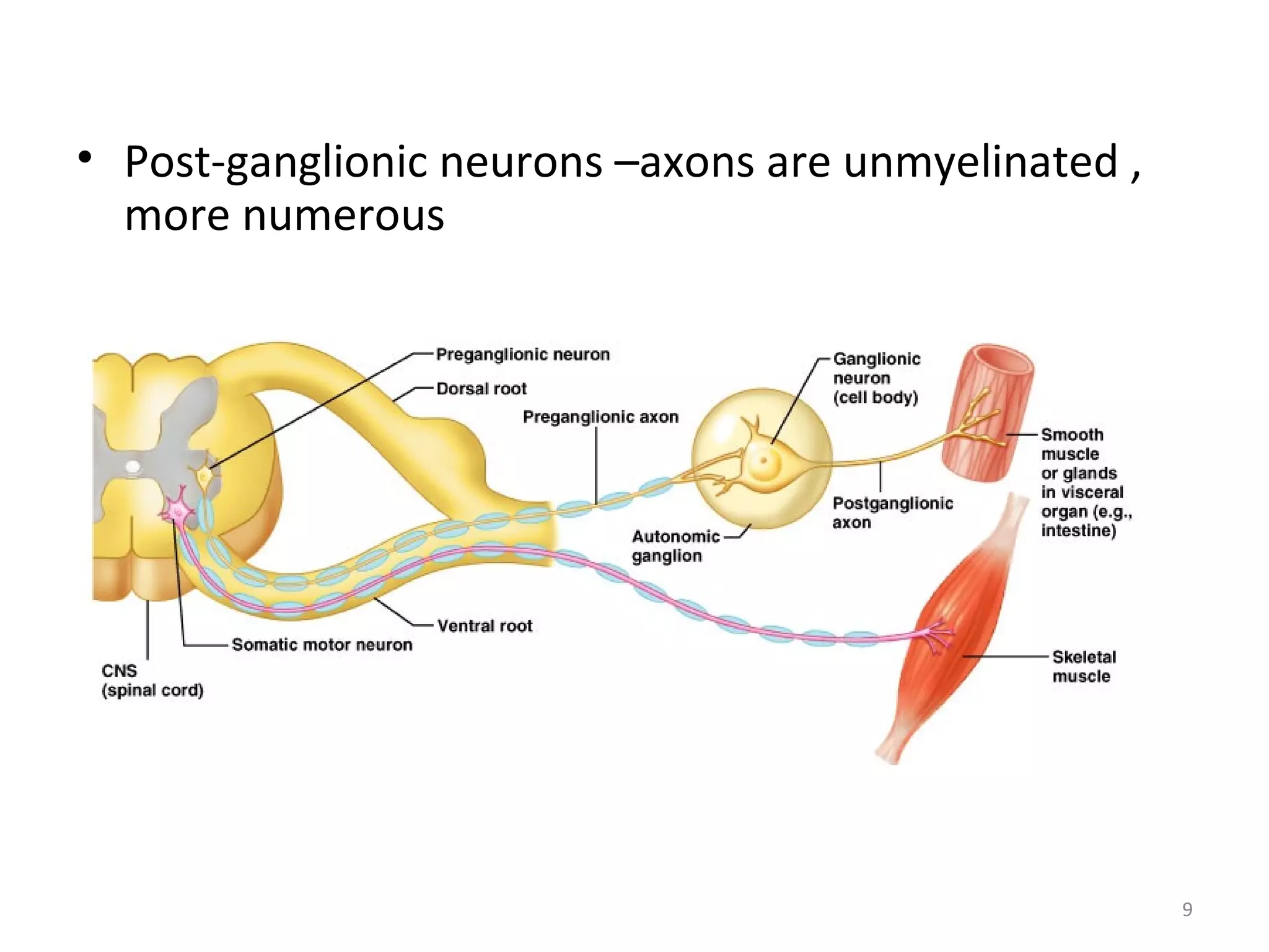 9
• Post-ganglionic neurons –axons are unmyelinated ,
more numerous
 