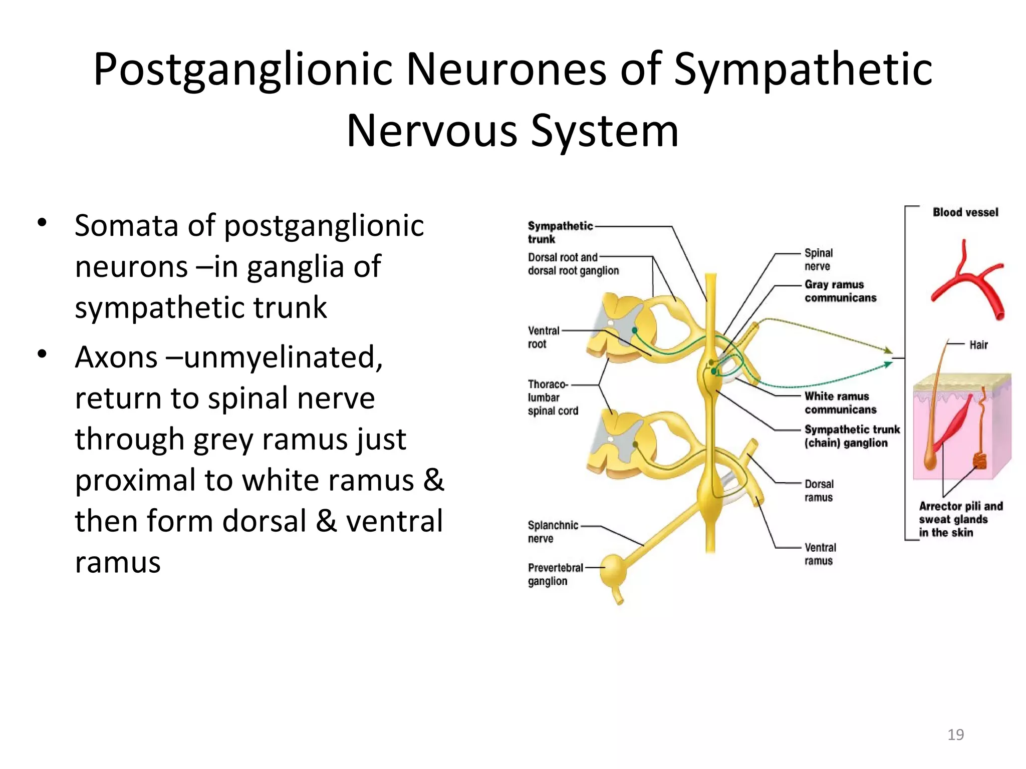 2. sympathetic nervous system | PPT