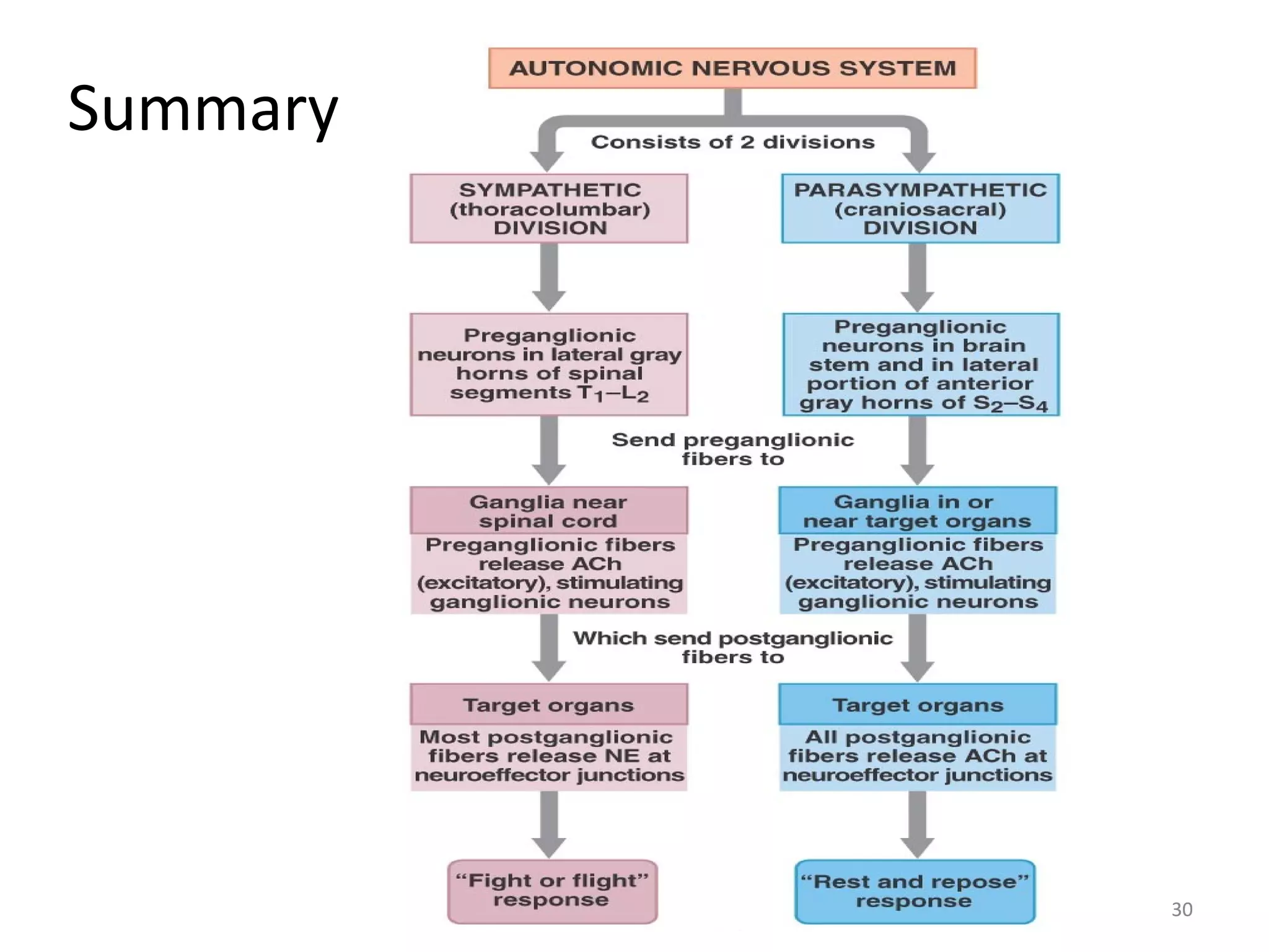 2. sympathetic nervous system | PPT