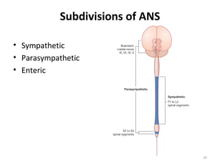 Subdivisions of ANS

• Sympathetic
• Parasympathetic
• Enteric




                                 10
 