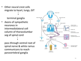 • Other neural crest cells
  migrate to heart, lungs, GIT

    terminal ganglia
• Axons of sympathetic
  neurones in
  intermediolateral cell
  column of thoracolumbar
  seg of spinal cord

  pass through ventral root of
  spinal nerve & white ramus
  communicans to reach
  paravertebral ganglia
                                 14
 