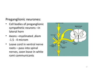 Preganglionic neurones:
• Cell bodies of preganglionic
  sympathetic neurons –in
  lateral horn
• Axons –myelinated ,diam
  -1.5 - 4 microm
• Leave cord in ventral nerve
  roots – pass into spinal
  nerves, soon leave in white
  rami communicants


                                 17
 