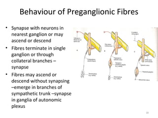 Behaviour of Preganglionic Fibres
• Synapse with neurons in
  nearest ganglion or may
  ascend or descend
• Fibres terminate in single
  ganglion or through
  collateral branches –
  synapse
• Fibres may ascend or
  descend without synapsing
  –emerge in branches of
  sympathetic trunk –synapse
  in ganglia of autonomic
  plexus
                                         18
 