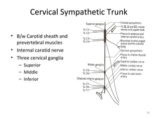 Cervical Sympathetic Trunk

• B/w Carotid sheath and
  prevertebral muscles
• Internal carotid nerve
• Three cervical ganglia
   – Superior
   – Middle
   – Inferior




                                     20
 