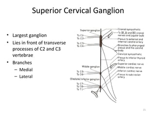 Superior Cervical Ganglion

• Largest ganglion
• Lies in front of transverse
  processes of C2 and C3
  vertebrae
• Branches
   – Medial
   – Lateral




                                         21
 