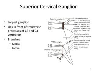 Superior Cervical Ganglion

• Largest ganglion
• Lies in front of transverse
  processes of C2 and C3
  vertebrae
• Branch...