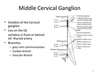 Middle Cervical Ganglion

• Smallest of the Cervical
  ganglion
• Lies on the C6
  vertebra in front or behind
  Inf. thyroid artery
• Branches
   – grey rami communicantes
   – Cardiac branch
   – Vascular Branch




                                     22
 