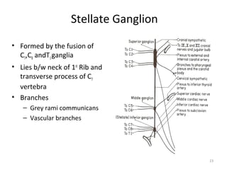 Stellate Ganglion
• Formed by the fusion of
  C7,C8 andT1 ganglia
• Lies b/w neck of 1st Rib and
  transverse process of C7
  vertebra
• Branches
   – Grey rami communicans
   – Vascular branches




                                       23
 