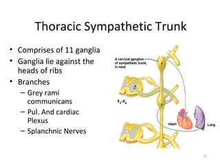 Thoracic Sympathetic Trunk
• Comprises of 11 ganglia
• Ganglia lie against the
  heads of ribs
• Branches
   – Grey rami
     communicans
   – Pul. And cardiac
     Plexus
   – Splanchnic Nerves


                                    25
 