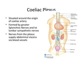 Coeliac Plexus
• Situated around the origin
  of coeliac artery
• Formed by greater
  Splanchnic Nerves and Ist
  lumbar sympathetic nerves
• Nerves from the plexus
  supply abdominal viscera
  via blood vessels




                                  26
 