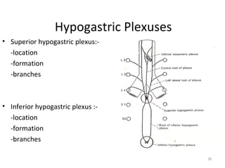 Hypogastric Plexuses
• Superior hypogastric plexus:-
  -location
  -formation
  -branches



• Inferior hypogastric plexus :-
  -location
  -formation
  -branches

                                        28
 