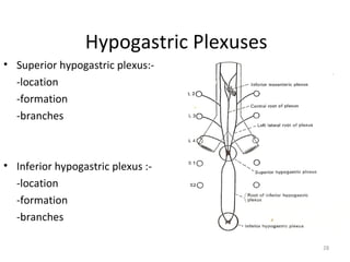 Hypogastric Plexuses
• Superior hypogastric plexus:-
  -location
  -formation
  -branches



• Inferior hypogastric plexus...