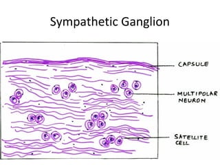 Sympathetic Ganglion




                       32
 