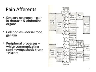 Pain Afferents
• Sensory neurones –pain
  in thoracic & abdominal
  organs

• Cell bodies –dorsal root
  ganglia

• Periph...
