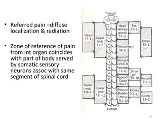 • Referred pain –diffuse
  localization & radiation

• Zone of reference of pain
  from int organ coincides
  with part of body served
  by somatic sensory
  neurons assoc with same
  segment of spinal cord




                              35
 